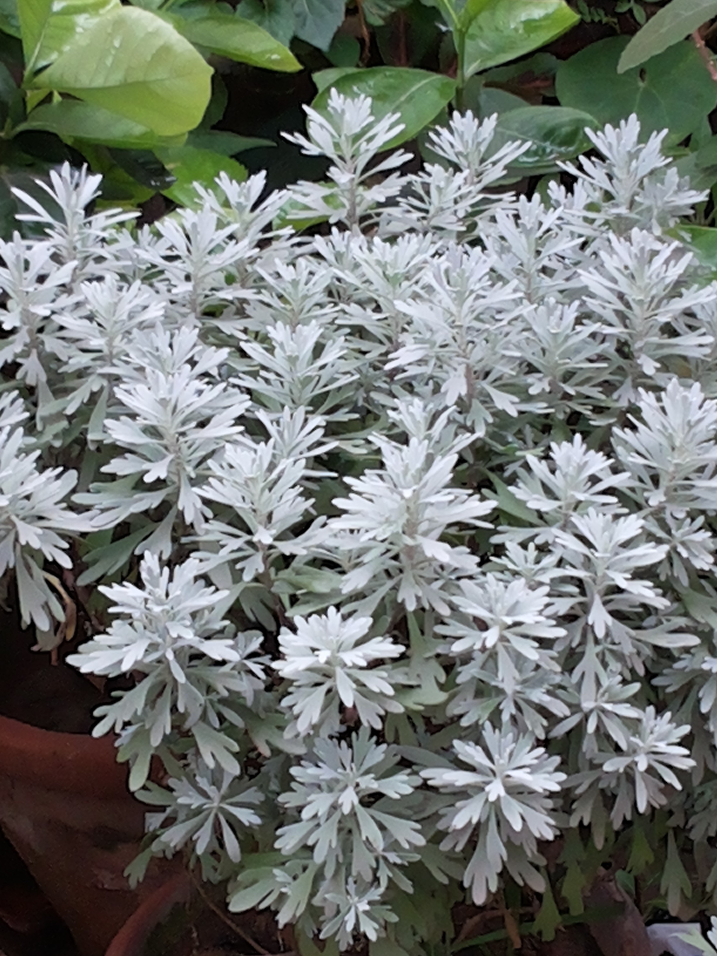 silver dust